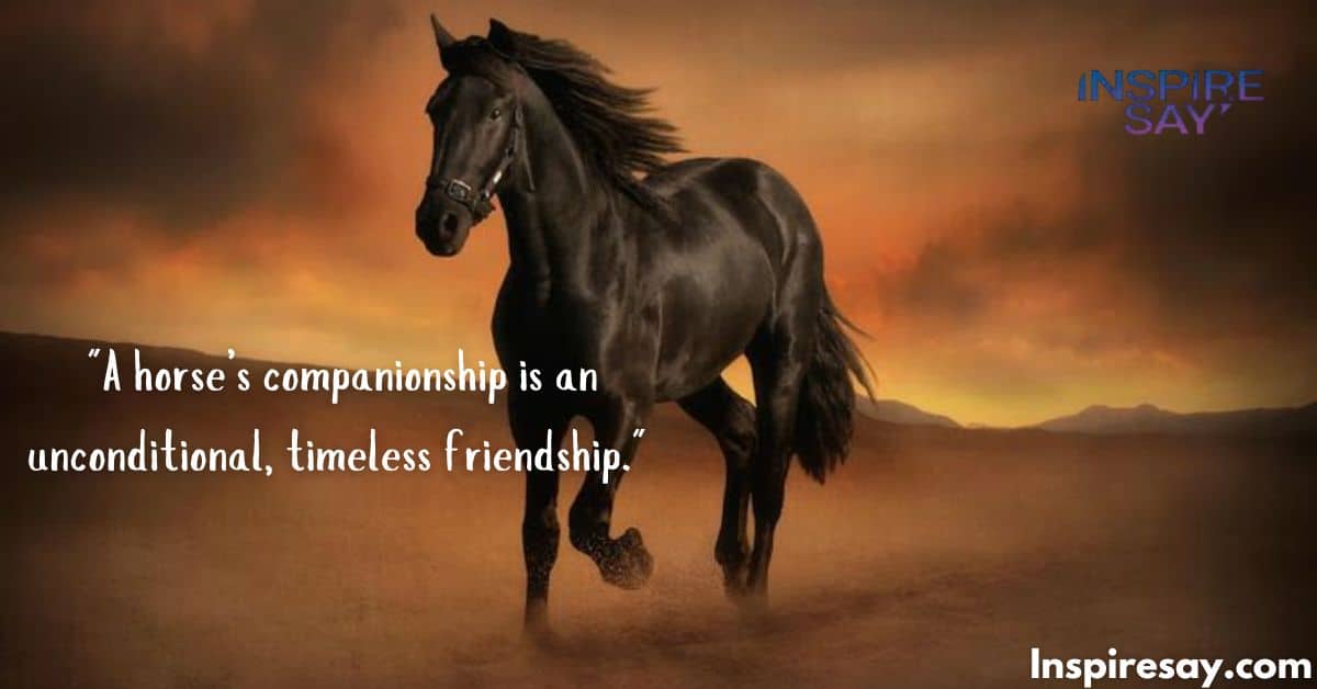 231+ Horse Quotes Inspiration for Riders and Horse Lovers