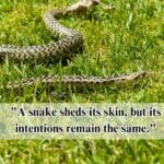 snakes in the grass quotes